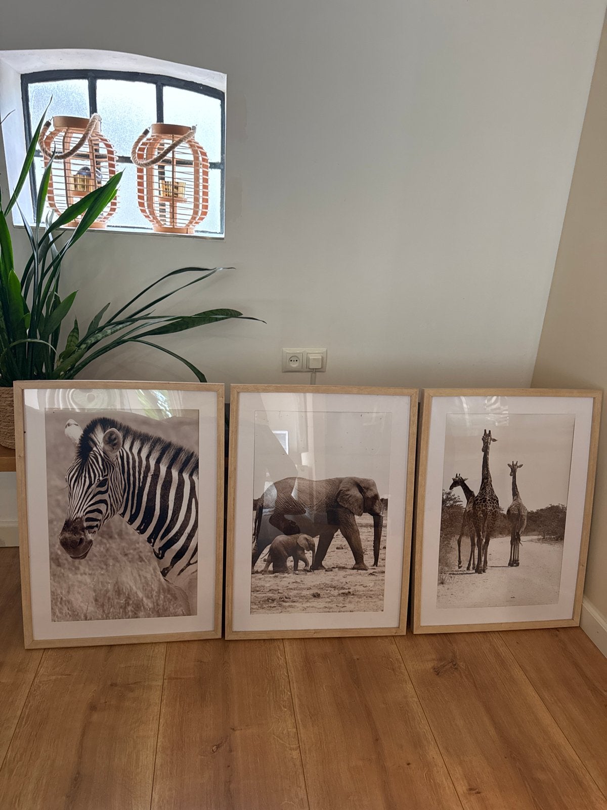 Set van 3 ingelijste (grote)fotos: Zebra, Olifant, Giraffe, 50 – 75, Minder dan 50 cm, Ophalen of Verzenden, Zo goed als nieuw
