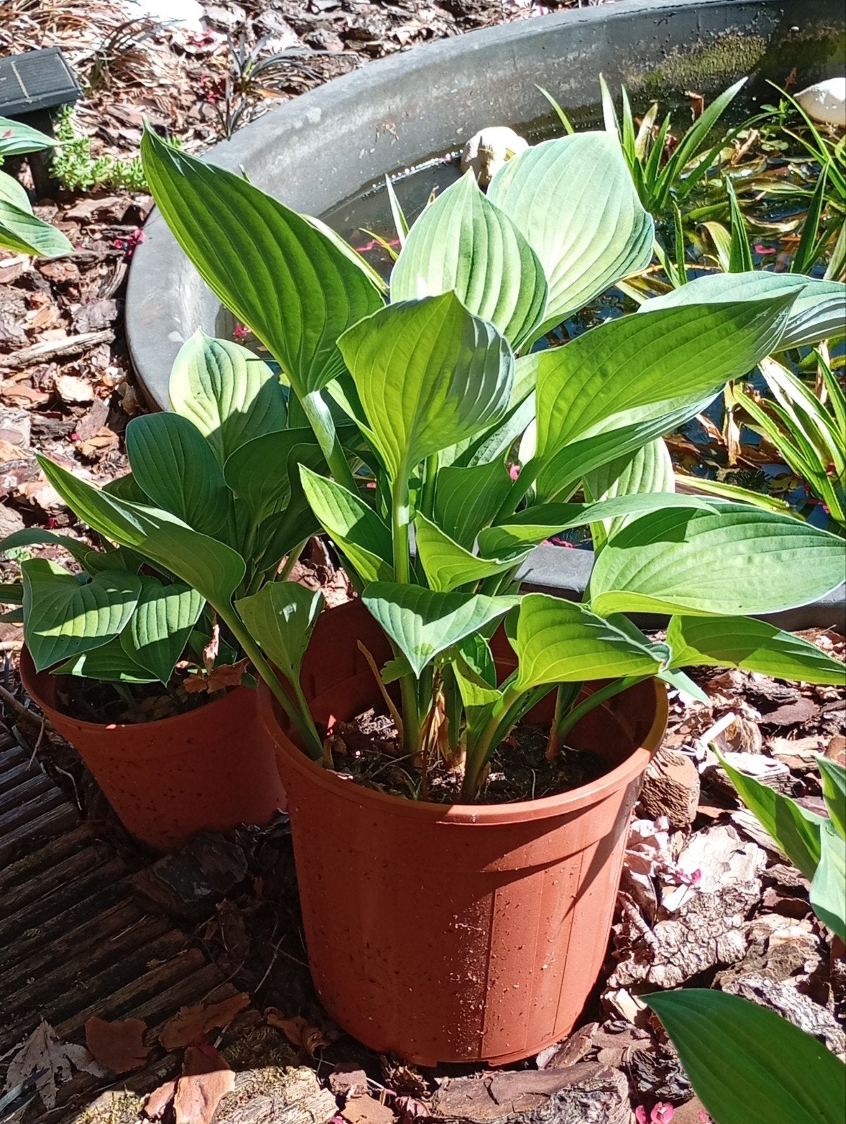 Mooie grote groene Hosta's in pot, Ophalen