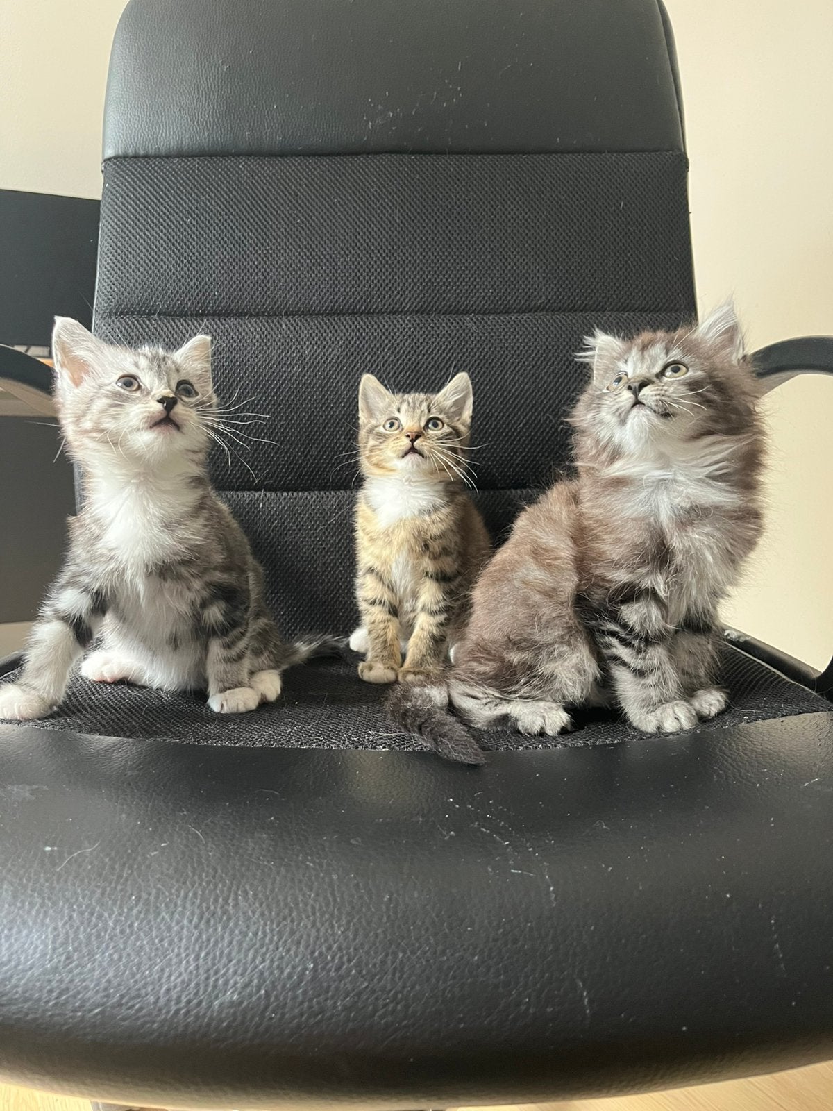 Kittens geboren op 1-6-2026, Dieren en Toebehoren, Katten en Kittens | Raskatten | Langhaar, Poes, 0 tot 2 jaar