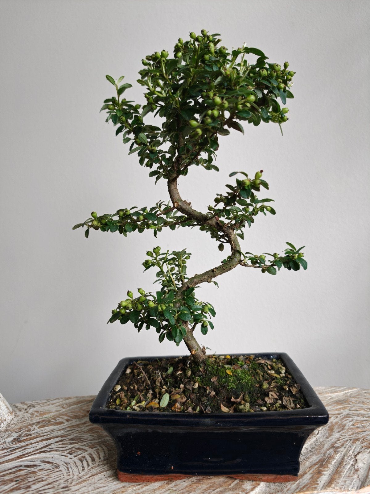 Pyracantha bonsai, Bloeit niet, Halfschaduw, Minder dan 100 cm, Overige soorten