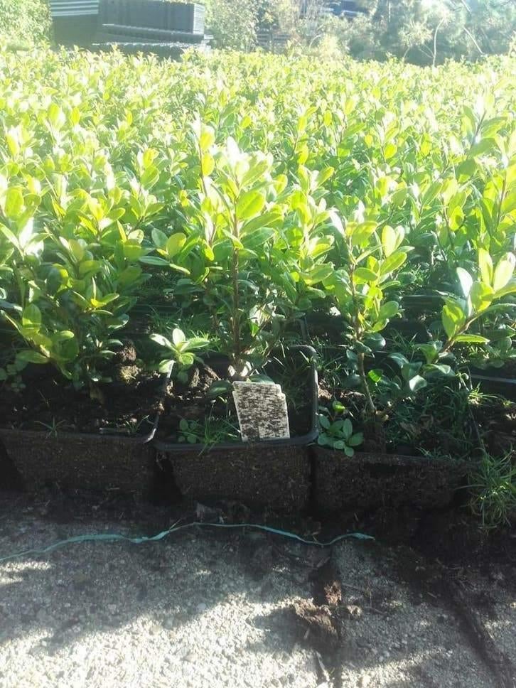 Ilex Green Hedge Glory Gem – Dé Buxus Vervanger, Ophalen of Verzenden, Buxus, Minder dan 100 cm