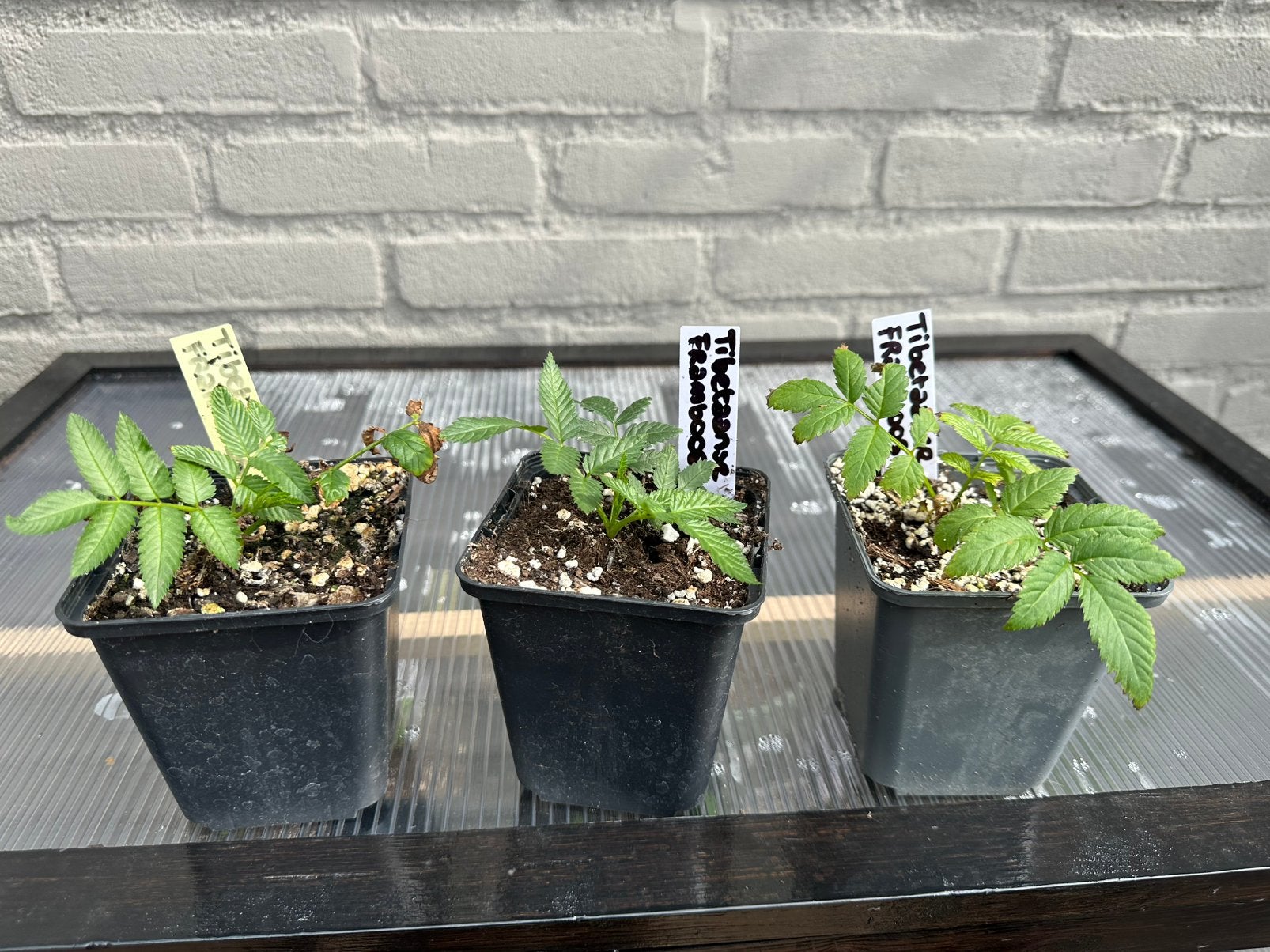 Tibetaanse framboos | moestuin | speciale plant, Ophalen of Verzenden, Overige soorten, Volle zon