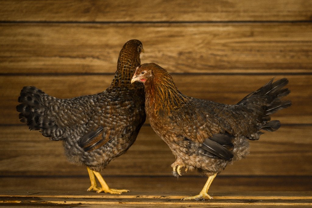 Bielefelder groot | Kippen | Passend advies, Dieren en Toebehoren, Meerdere dieren, Middelgroot