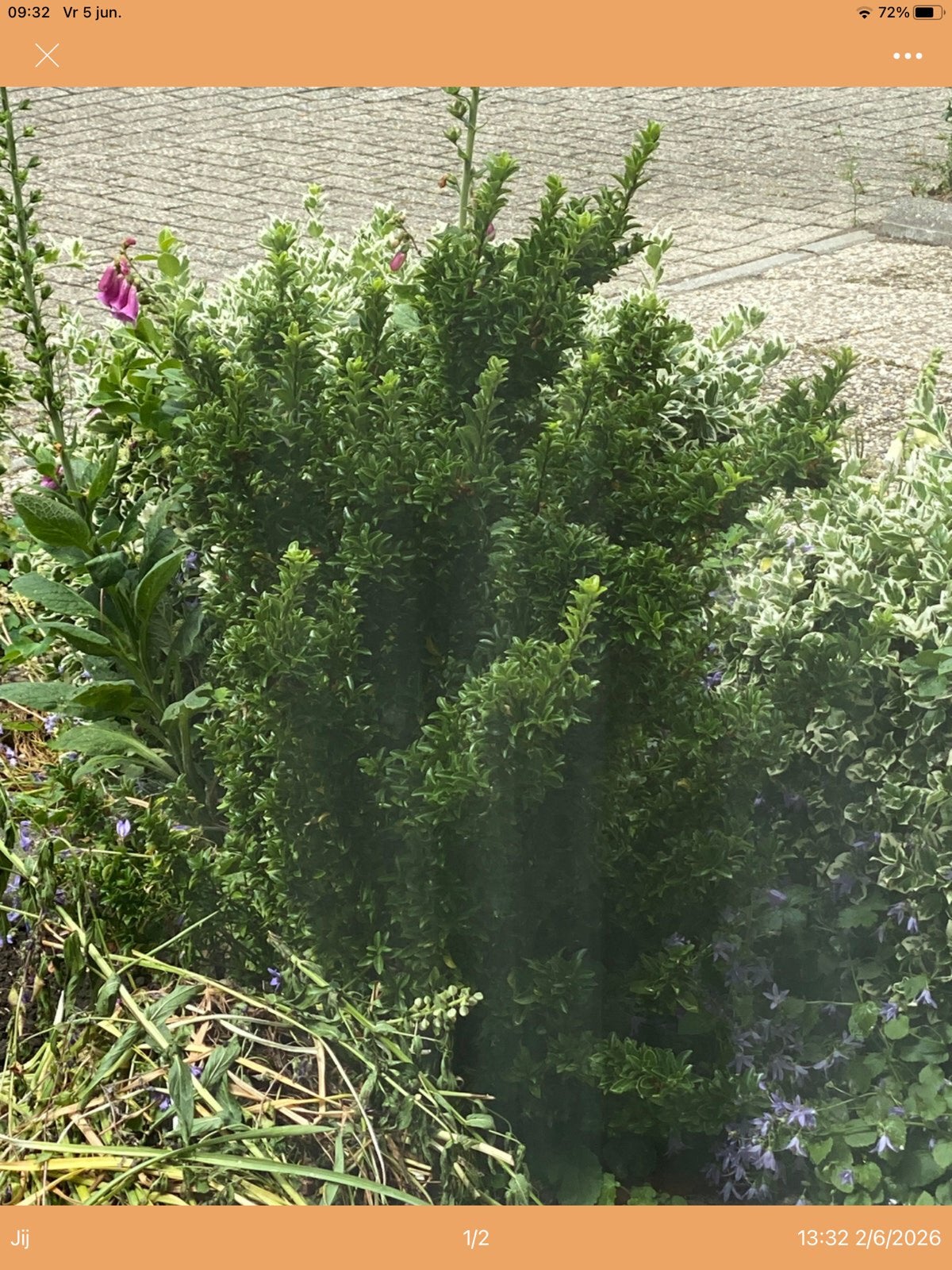 Japanse hulst 2x gratis weghalen, Ophalen, Hulst, Minder dan 100 cm