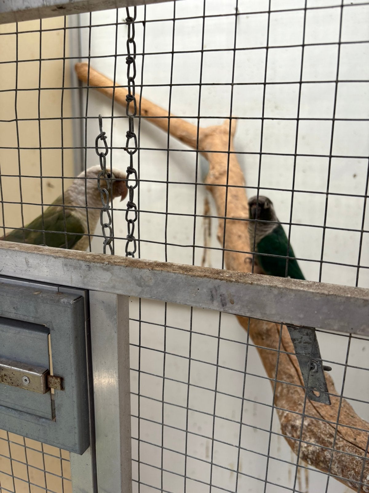 Koppels pyrrhura te koop, Meerdere dieren