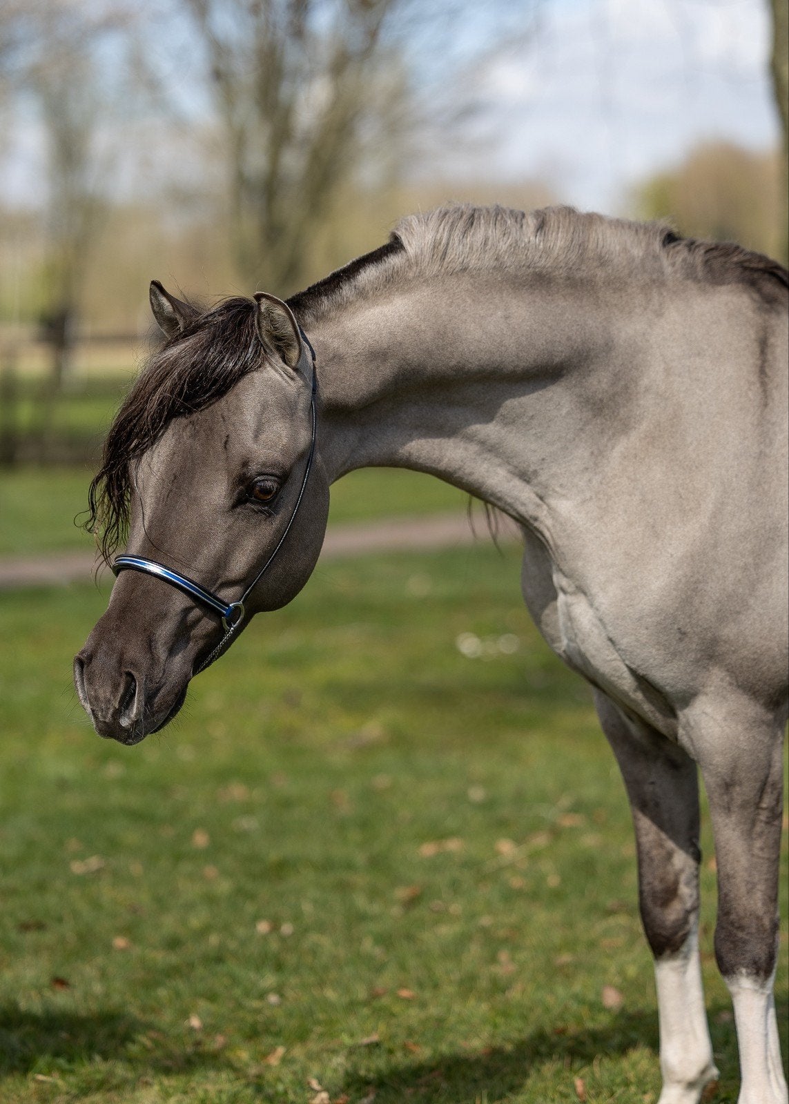 zeer aparte minipaard hengst ter dekking aspc amhr nmprs bmp, Dieren en Toebehoren, Hengst