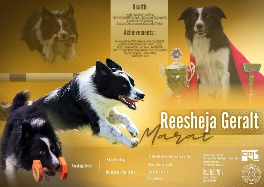 Border Collie dekreu (fci stamboom), Dieren en Toebehoren, Honden | Herdershonden en Veedrijvers, Particulier, Reu, Buitenland