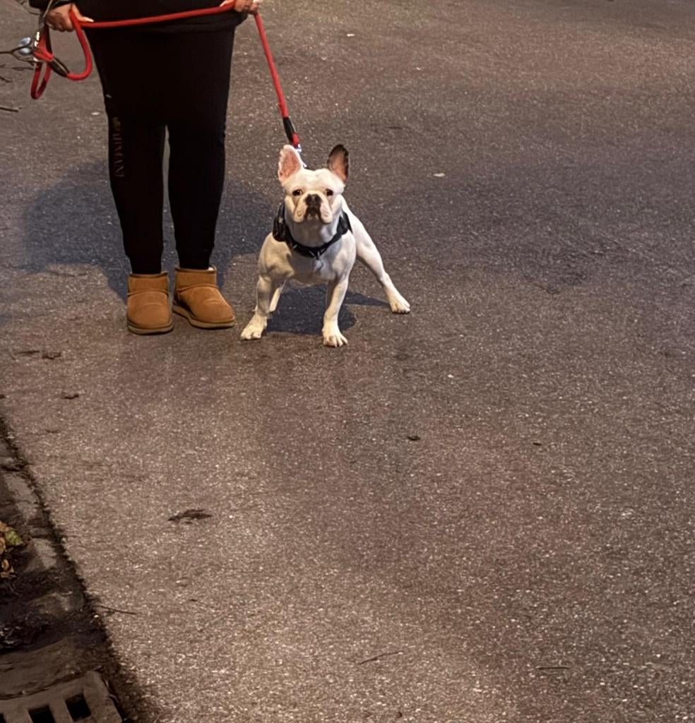 Franse Bulldog Dekreu, Reu, 1 tot 2 jaar, Bulldog, Eén hond