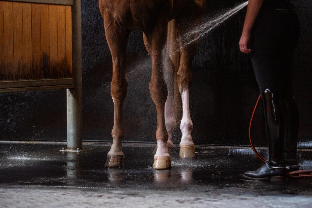 Alle soorten pony's en paarden gezocht ook met bemerkingen!, Dieren en Toebehoren, Pony's, Meerdere dieren, Niet van toepassing
