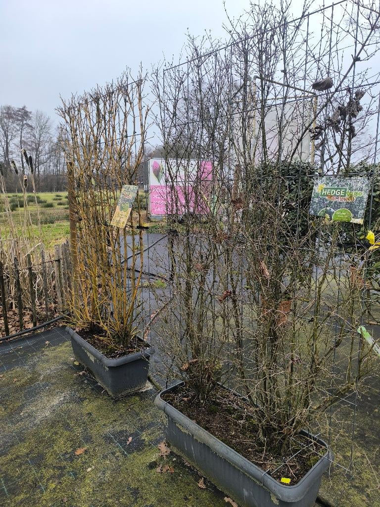 Lonicera xylosteum | Kamperfoelie | Hedge to go, Ophalen, Overige soorten, Haag, 100 tot 250 cm