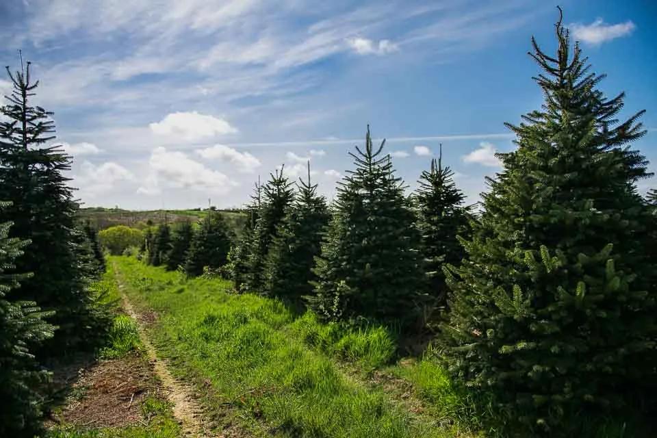 Kerstbomen, Tuin en Terras, Planten | Bomen, Overige soorten, Volle zon, Ophalen