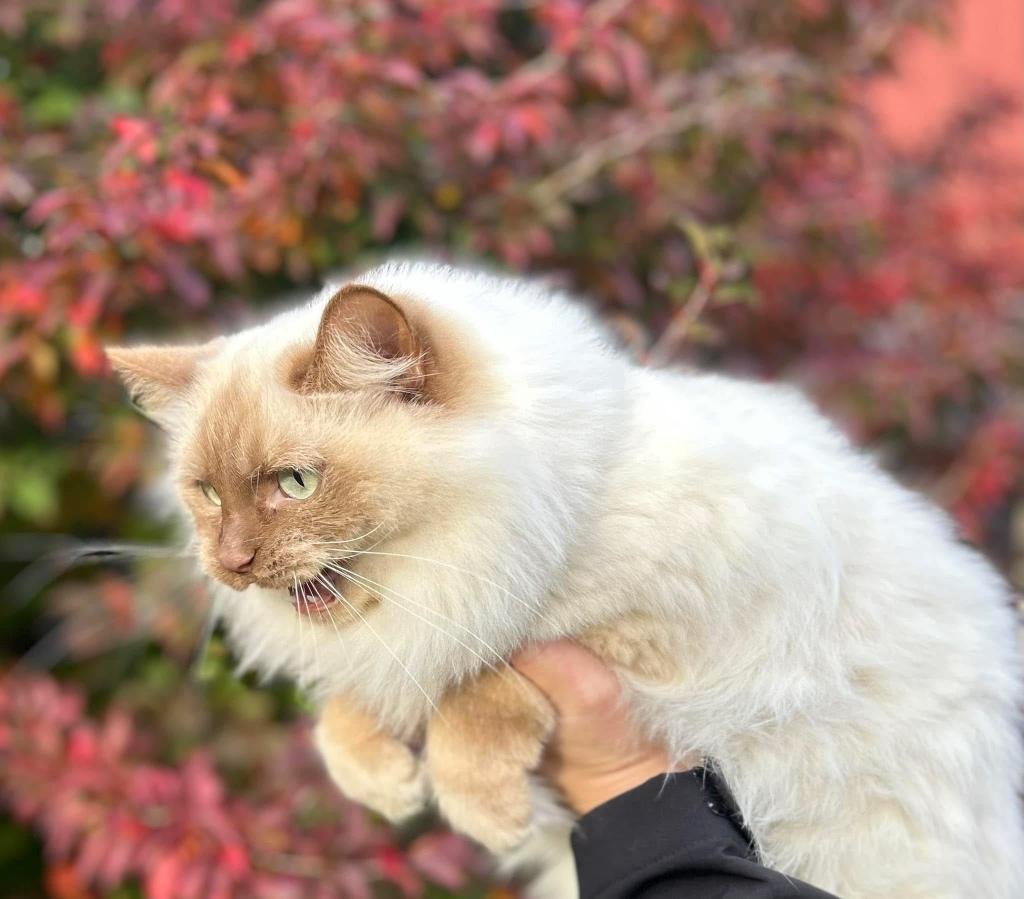 Prachtige Cinnamon mink ragdoll herplaatser, Dieren en Toebehoren, Poes, Met stamboom, 6 jaar of ouder