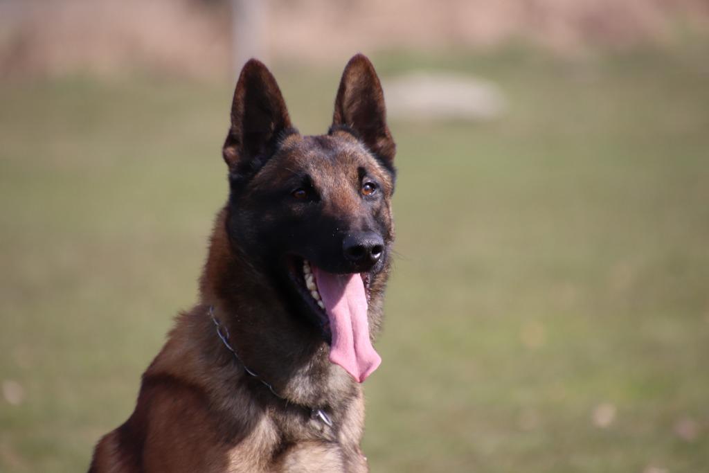 Ter dekking Mechelse Herder dekreu Max v.d.Lobo Hoeve, Dieren en Toebehoren, Honden | Dekreuen, Reu, 1 tot 2 jaar, Parvo, Eén hond