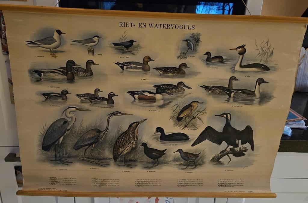 Antiek, Antiek en Kunst, Ophalen of Verzenden, Natuur en Biologie
