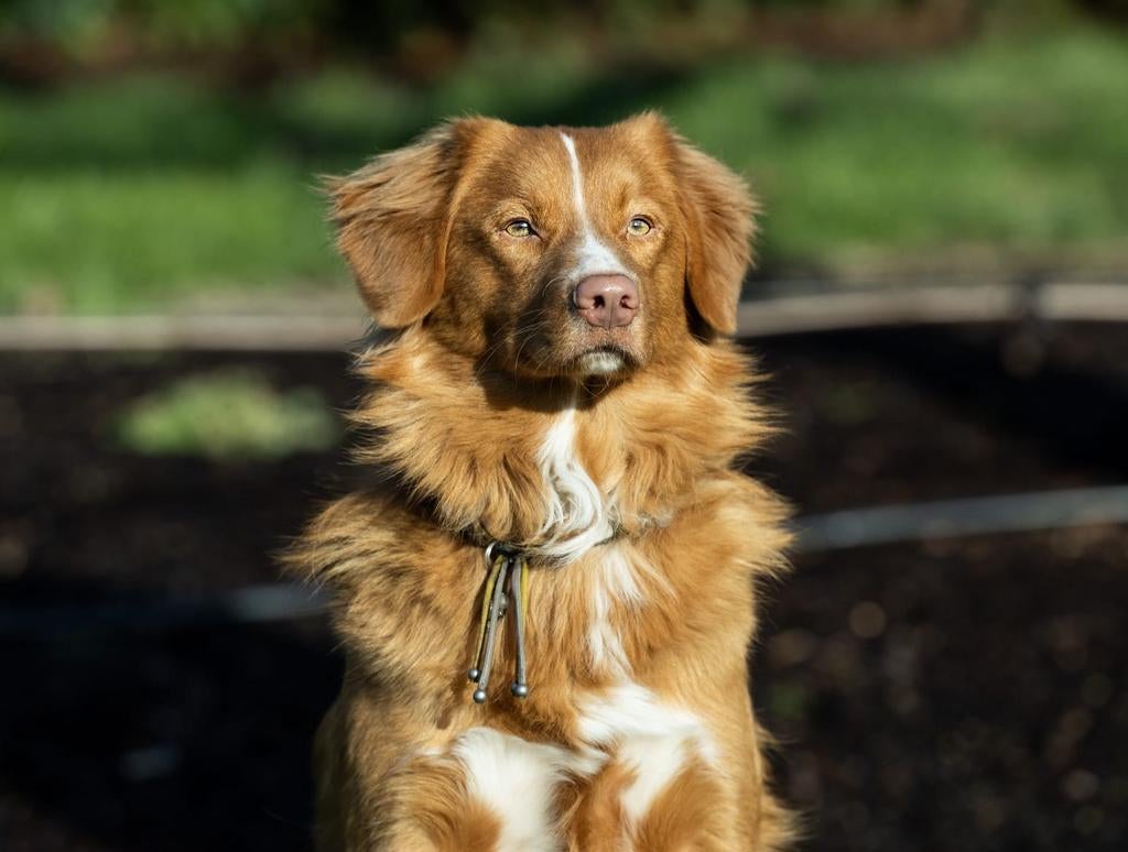 2 Nova scotia duck tolling retriever ( Toller )dekreuen, Parvo, Reu, 1 tot 2 jaar, Meerdere