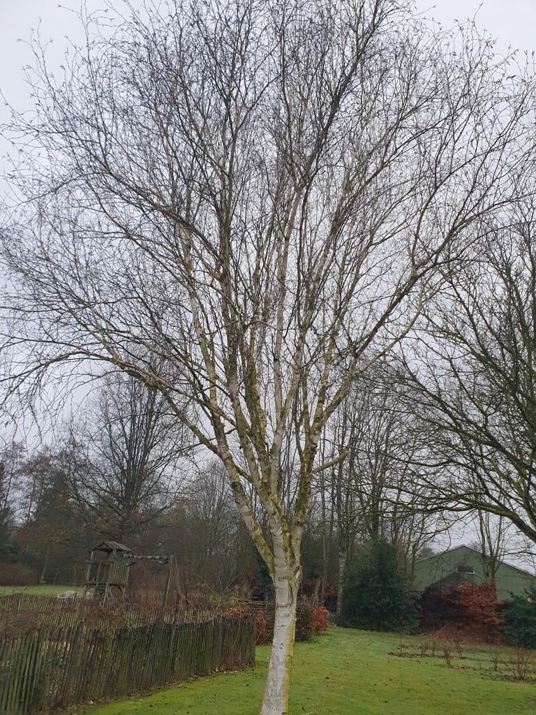Berk. 10 meter hoog., Tuin en Terras, Planten | Bomen, Ophalen, Bloeit niet, Halfschaduw, Overige soorten