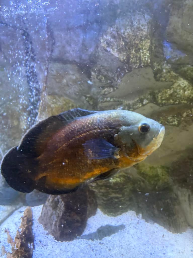 Aquarium roofvis pauwoog (vrouwtje), Dieren en Toebehoren, Vissen | Aquariumvissen, Vis
