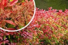 Photinia fraseri 'Red Robin'. Glansmispel haagplant P9, Overige soorten, Vaste plant, Ophalen of Verzenden, Halfschaduw