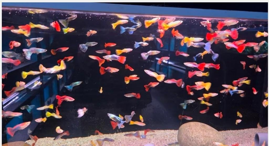 Mooie Guppy man mix - Gup - Koidream Valburg, Dieren en Toebehoren, Vis, Zoetwatervis