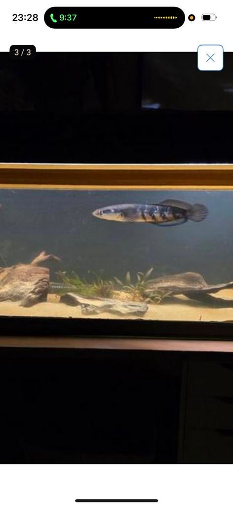 roofvissen/aquarium vissen / aquarium, Dieren en Toebehoren, Vissen | Aquariumvissen, Vis