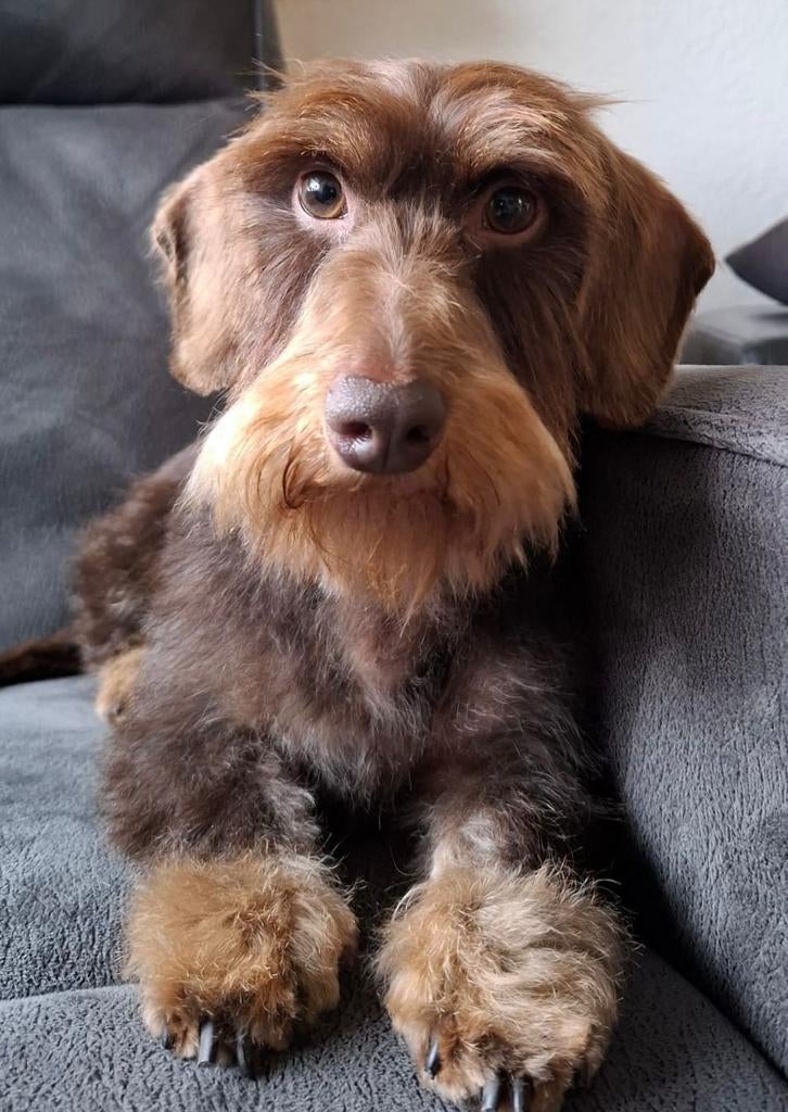 Staat ter dekking Ruwhaar dwerg teckel choco tan, Parvo, Reu, Eén hond, 3 tot 5 jaar