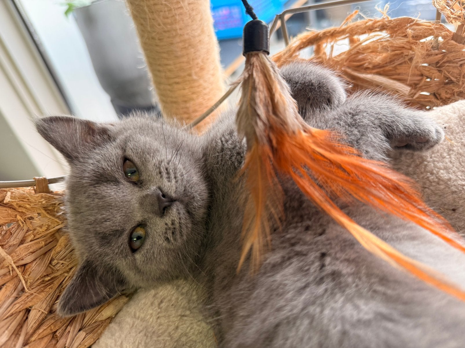 Britse kortharig kitten een katertje, Dieren en Toebehoren, Katten en Kittens | Raskatten | Langhaar, Meerdere dieren, Ontwormd