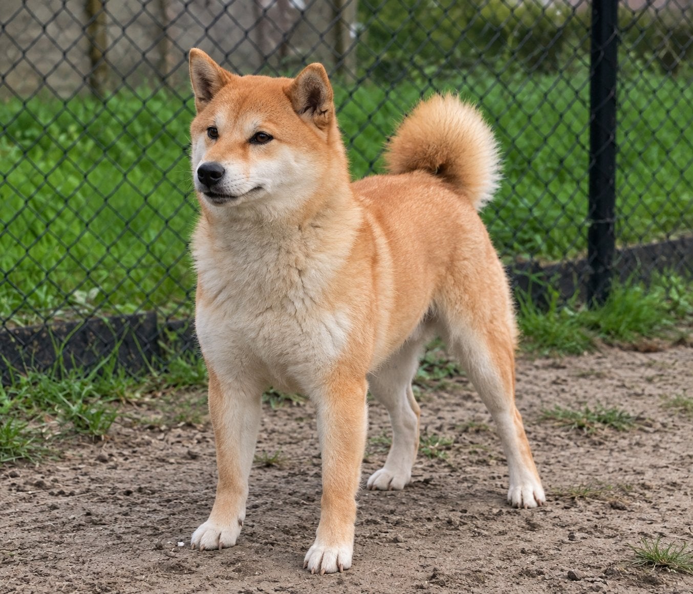 Shiba inu teefje, Particulier, Teef, Poolhond, Eén hond