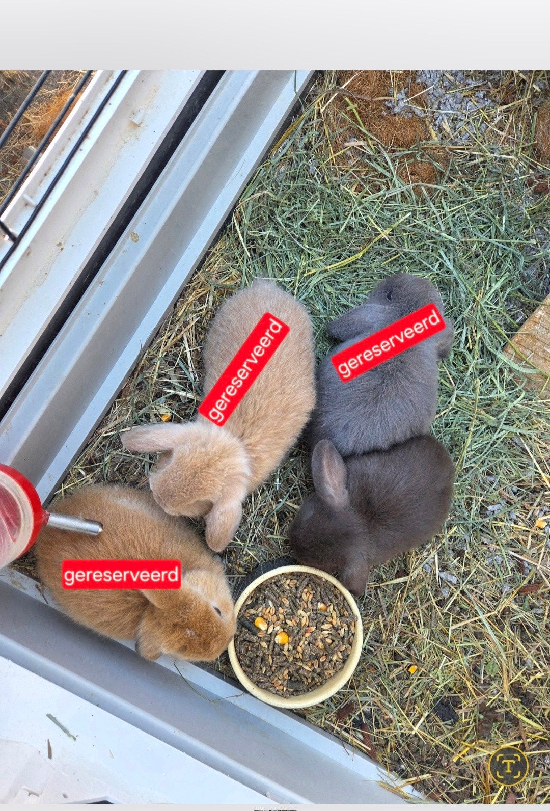 minilop (3 zijn er gereserveerd), Dieren en Toebehoren, Konijnen, Meerdere dieren, Dwerg