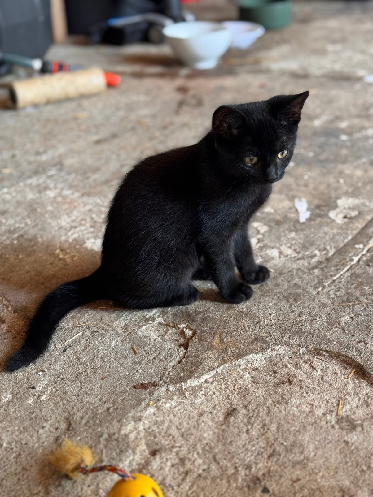 Boerderijkittens te koop, Poes, Kortharig, 0 tot 2 jaar