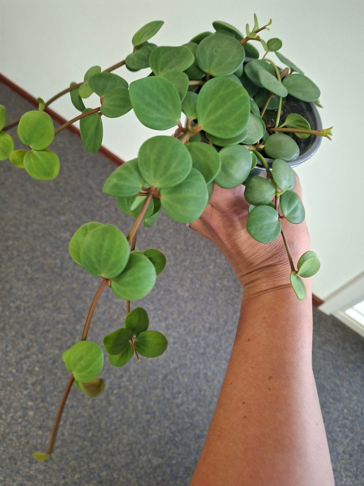 peperomia hope plant, Ophalen of Verzenden, Halfschaduw, Minder dan 100 cm