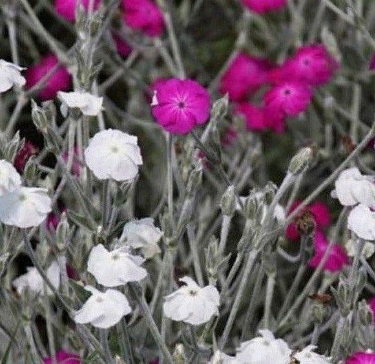 Zaden Prikneus roze of wit - Lychnis coronaria, Overige soorten, Volle zon, Verzenden, Tweejarig