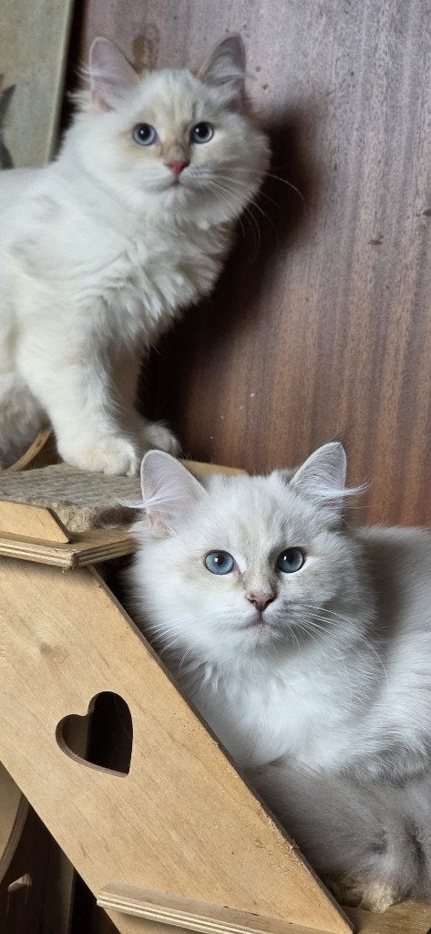 Twee betoverende Neva Masquarade-poesjes met stamboom, Poes, Met stamboom, 0 tot 2 jaar