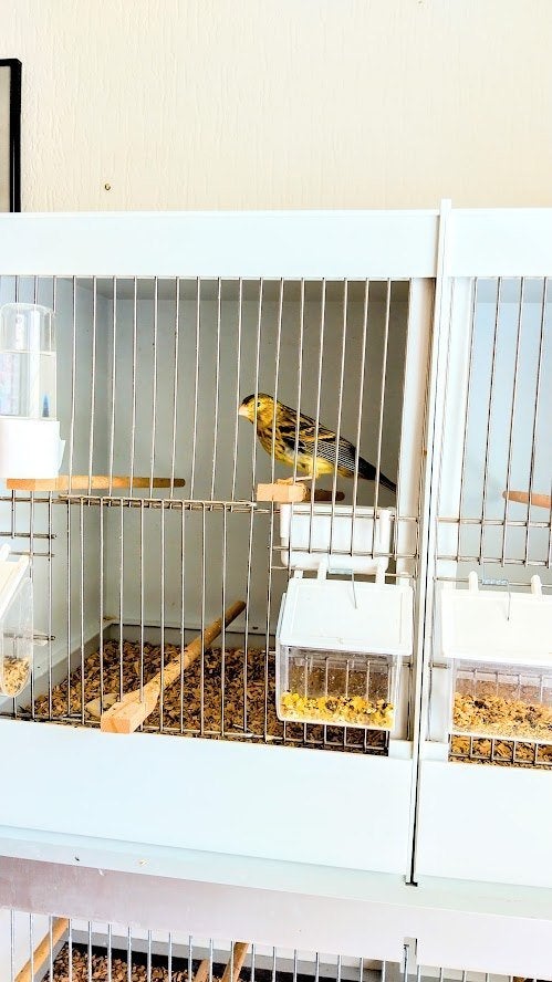 zangkanarie, Meerdere dieren, Zangkanarie