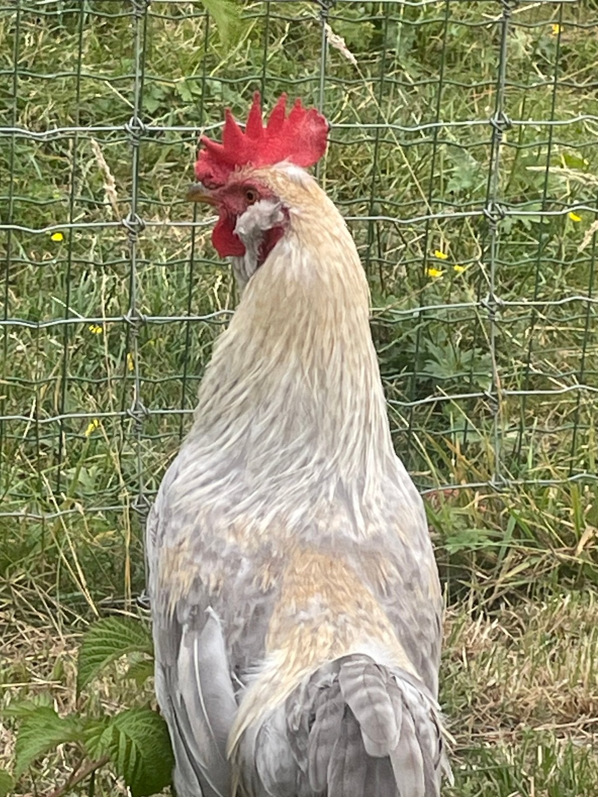Mooi kleurleggers haan te koop, Dieren en Toebehoren, Mannelijk, Kip
