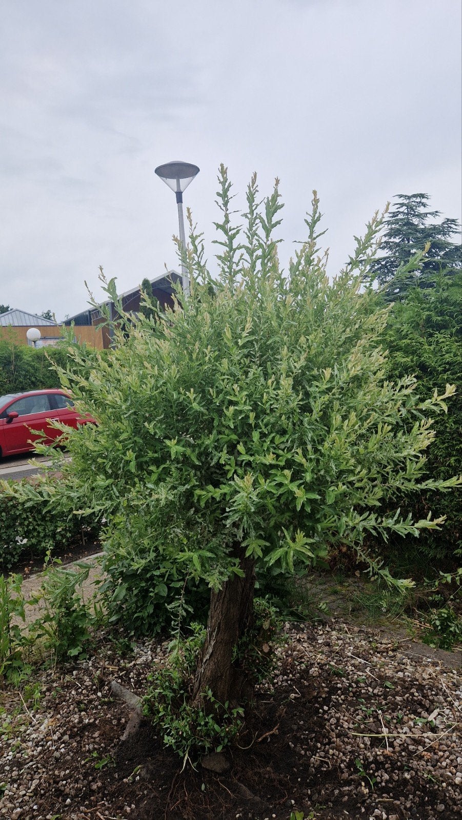 Bonte Wilg (Salix integra 'Hakuro-nishiki') GRATIS, Ophalen, Overige soorten, Volle zon
