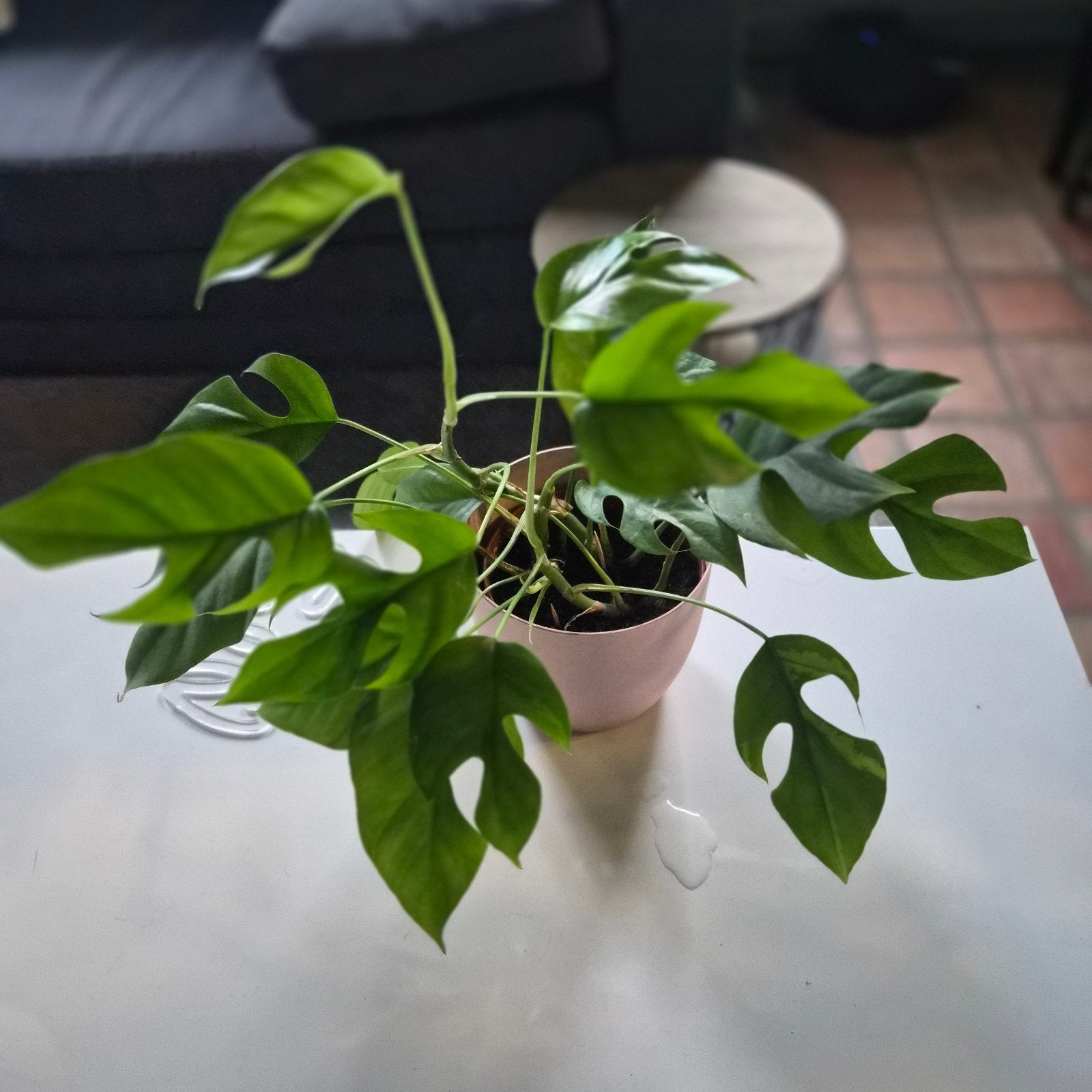 Rhaphidophora Tetrasperma (Monstera Minima), Huis en Inrichting, Kamerplanten, Ophalen of Verzenden