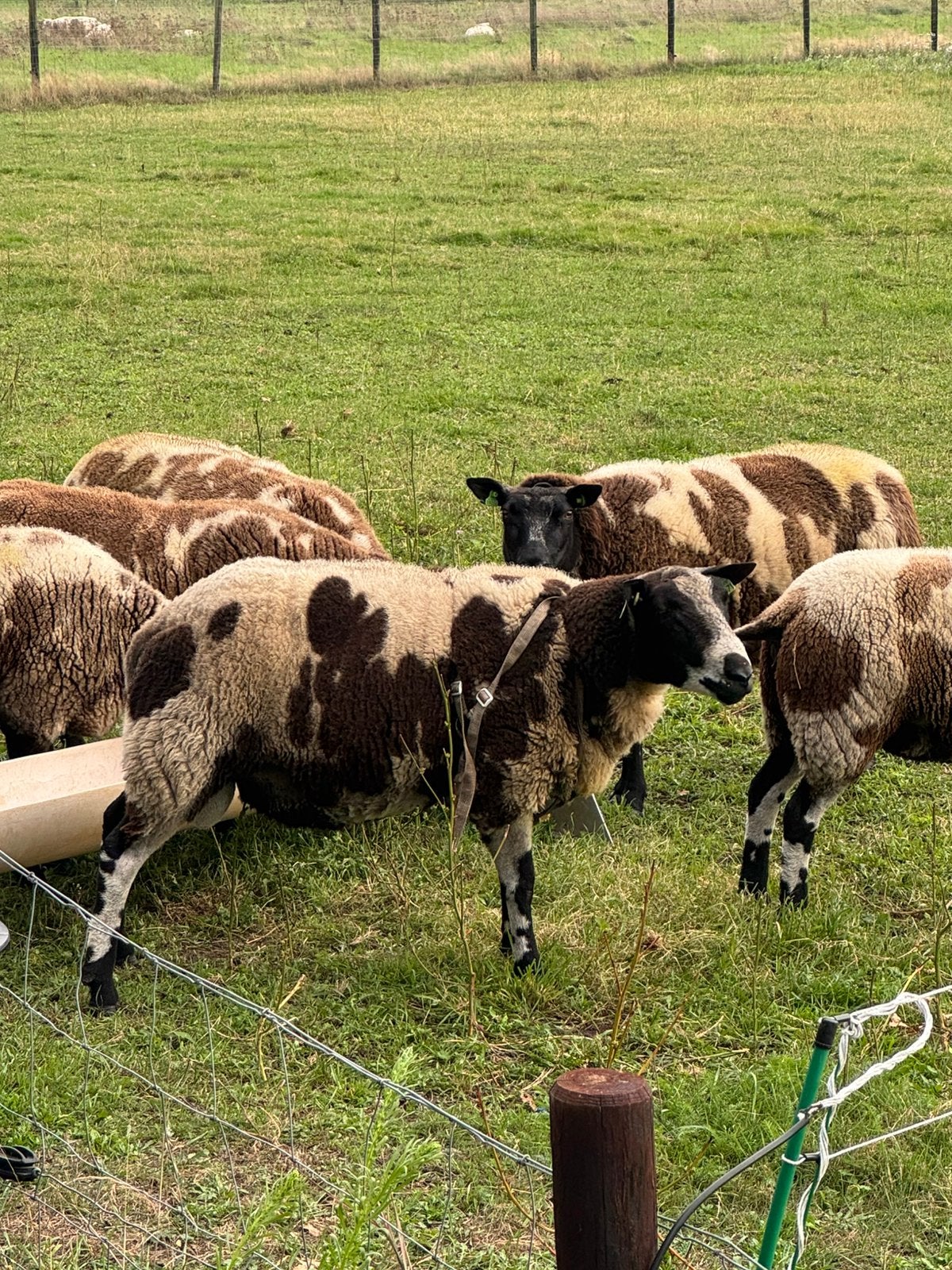 Bonte 1,5 jarige ram, Dieren en Toebehoren, Mannelijk, Schaap