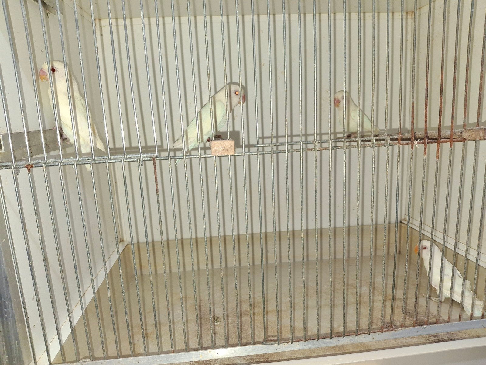 4 xalbino, Dieren en Toebehoren, Meerdere dieren, Geringd