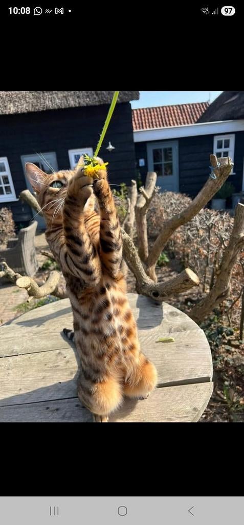 Vermist onze Bengaal Simba sinds juni 2025 gecastreerd, Dieren en Toebehoren, Katten en Kittens | Raskatten | Korthaar, Kater