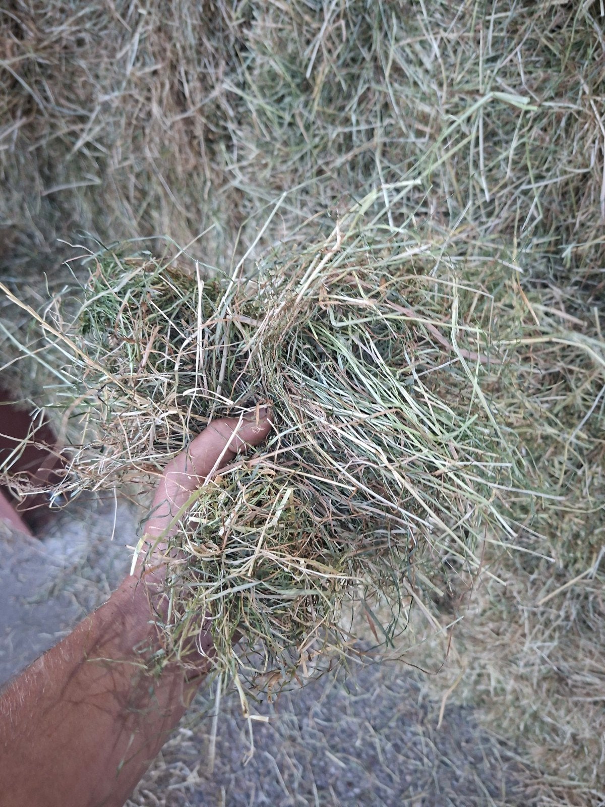 Hooibalen kleine pakken hooi, Dieren en Toebehoren, Dierenvoeding, Ophalen, Vee