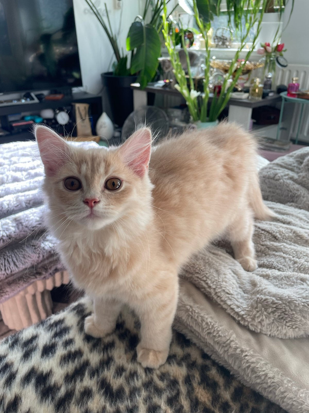 Schatjes wachten op nieuwe baasjes !, Dieren en Toebehoren, Kater