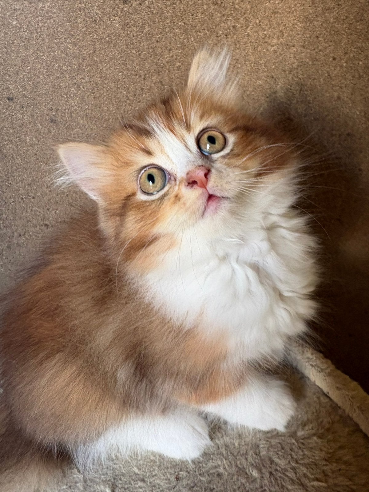 Prachtige Britse korthaar kittens MOGEN DIRECT MEE!, Meerdere dieren, Ontwormd, 0 tot 2 jaar
