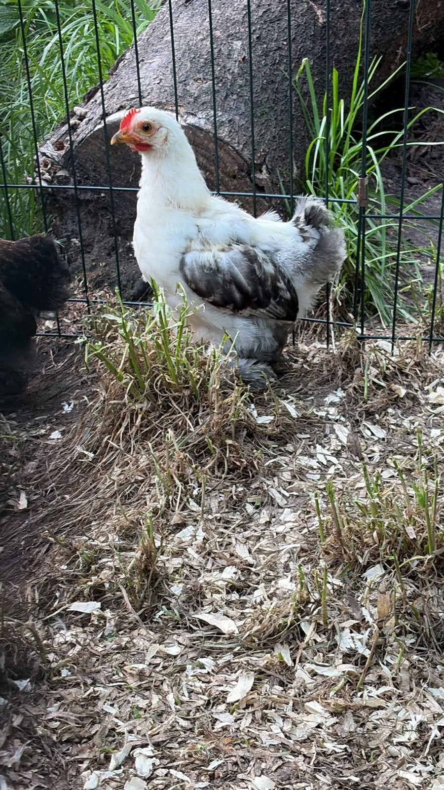 Cochin Kriel Hanen, Dieren en Toebehoren, Mannelijk, Kip