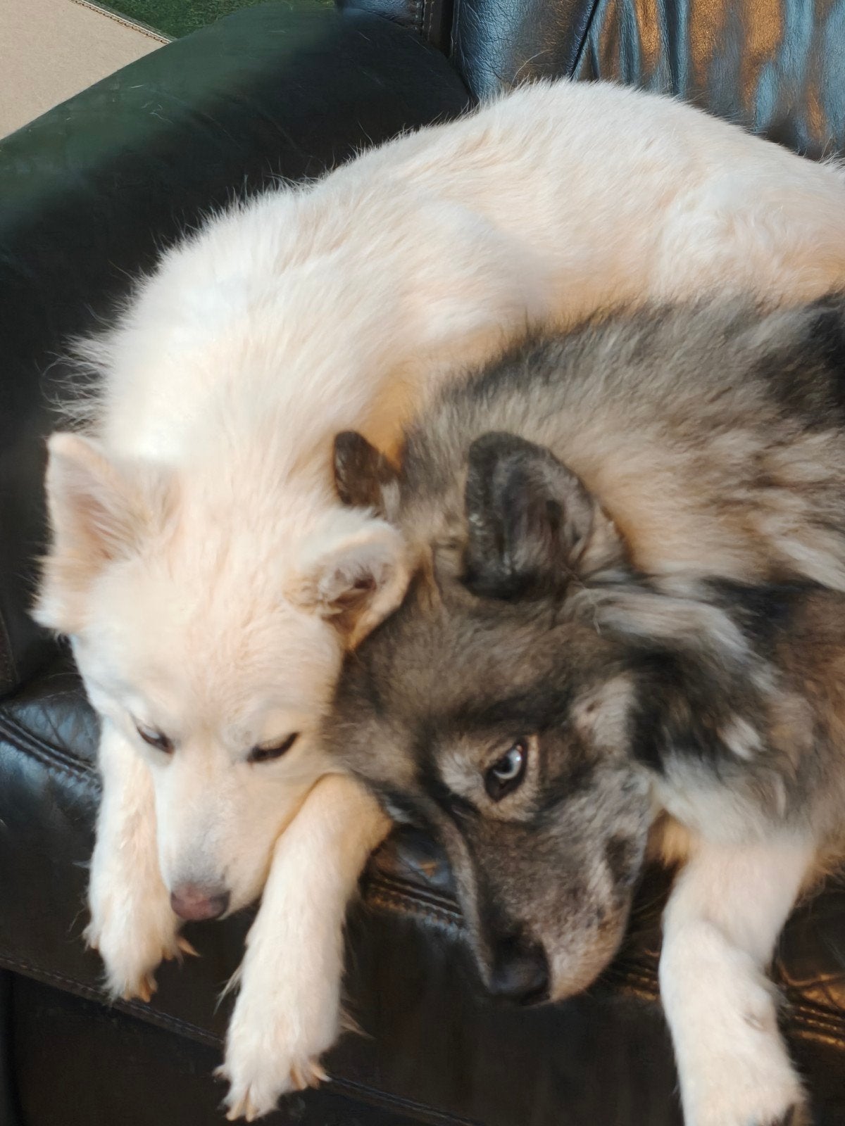 herplaatsing 2 pomsky, Overige rassen, Teef, Meerdere, 3 tot 5 jaar