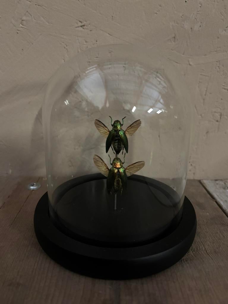 Mooi stolpje met twee opgezette prachtkevers, Ophalen of Verzenden, Nieuw, Insect, Opgezet dier
