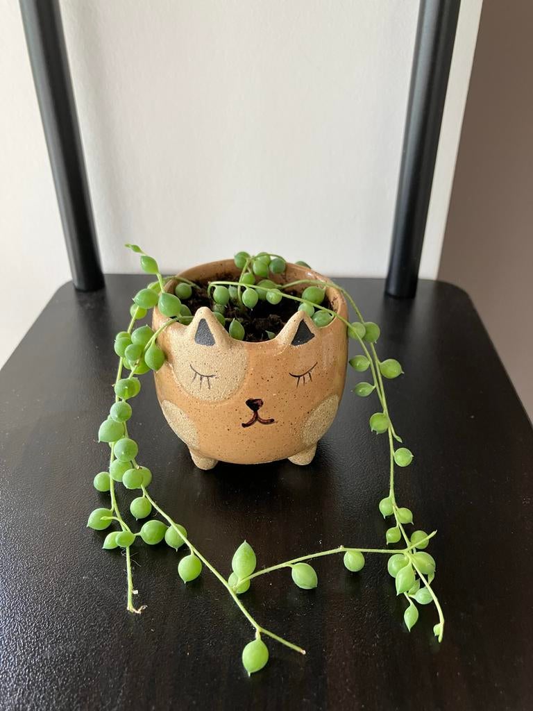 Leuke katten bloempot met String of Pearls plant, Ophalen, Halfschaduw, Minder dan 100 cm