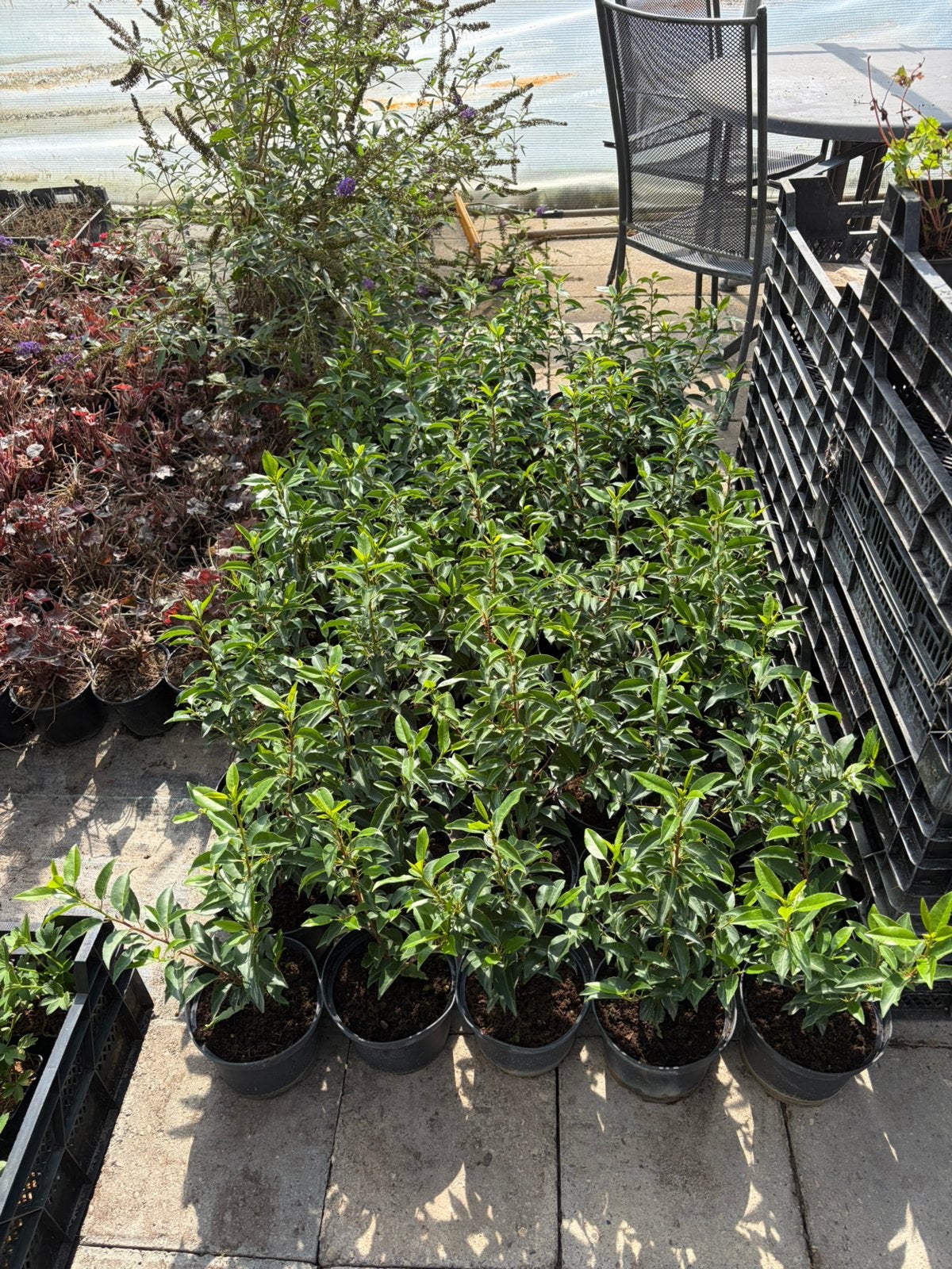 Portugese Laurier 30/40 cm / 3 liter pot / eigen kwekerij, Tuin en Terras, Ophalen of Verzenden, Laurier, Minder dan 100 cm