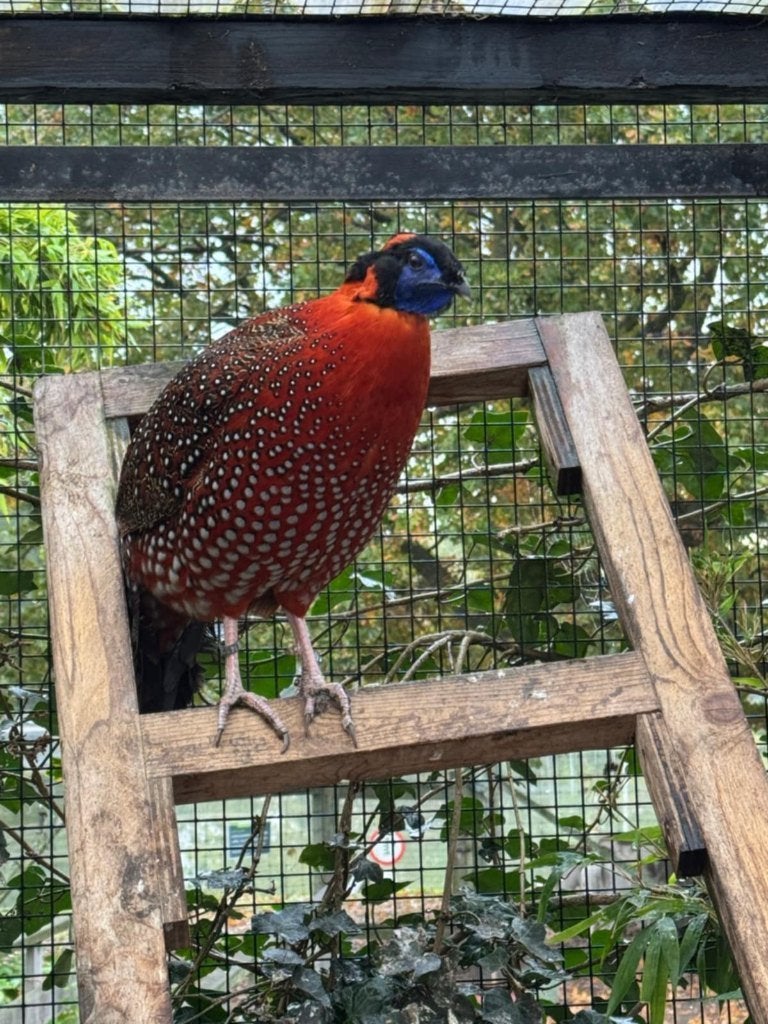 fazanten, Dieren en Toebehoren, Meerdere dieren, Overige soorten