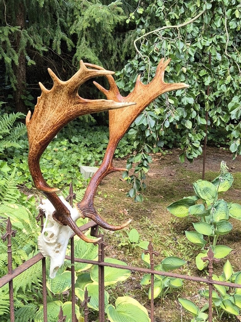 Mooi Groot Damhert Gewei Jacht Trofee Mancave Jacht Hut k15, Ophalen, Zo goed als nieuw, Hert, Gewei of Kop
