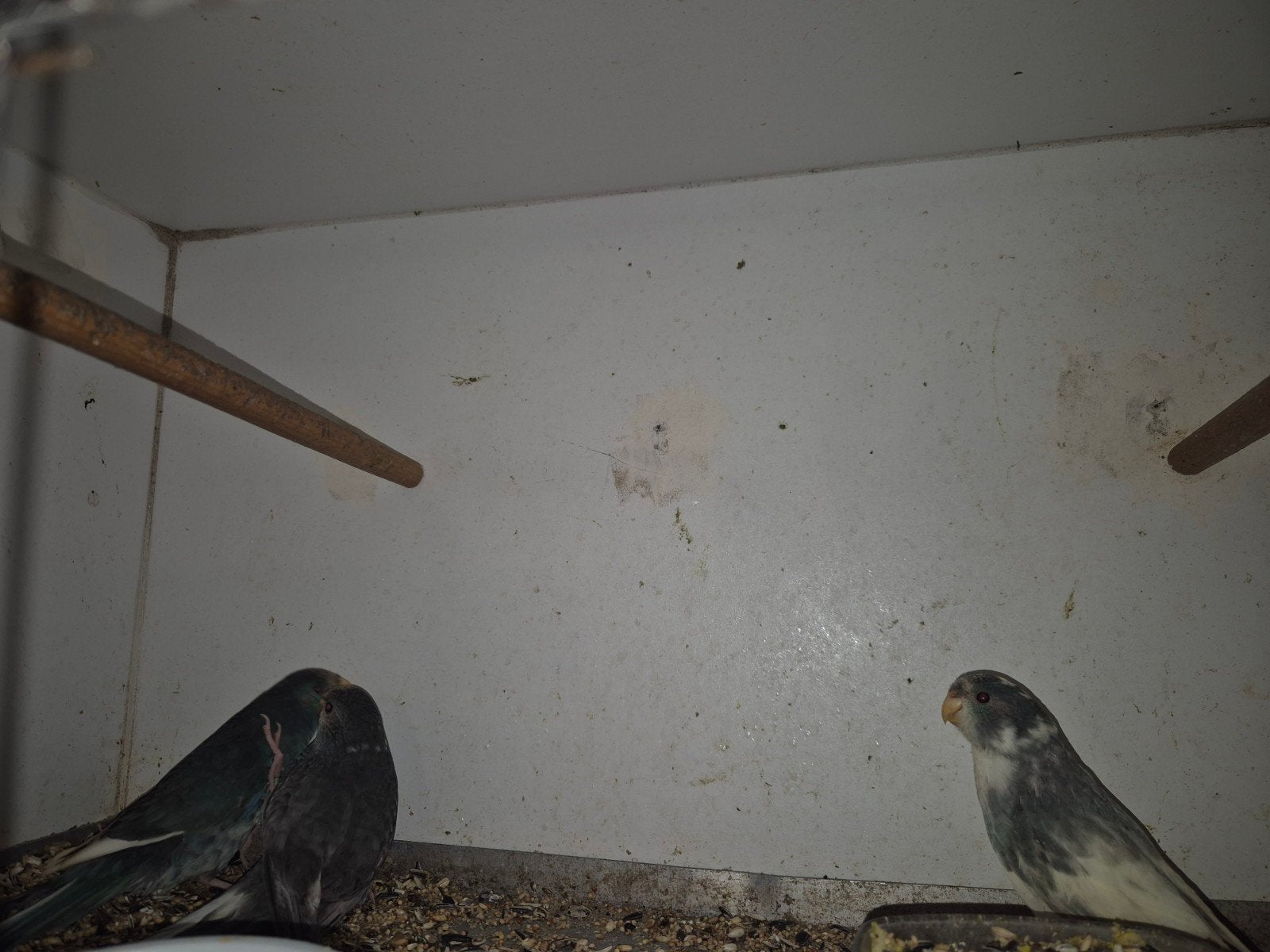 kakariki, Meerdere dieren, Parkiet, Geringd